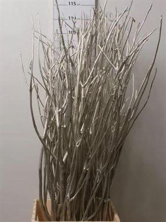 <h4>Mitsumata Col Champagne</h4>