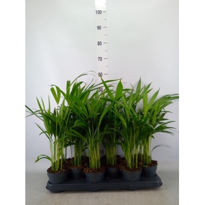 Dypsis lutescens   ...Chrysalidoca