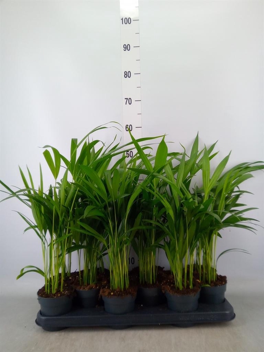 <h4>Dypsis lutescens   ...Chrysalidoca</h4>