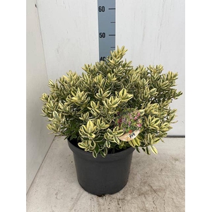 HEBE AND VARIEGATA