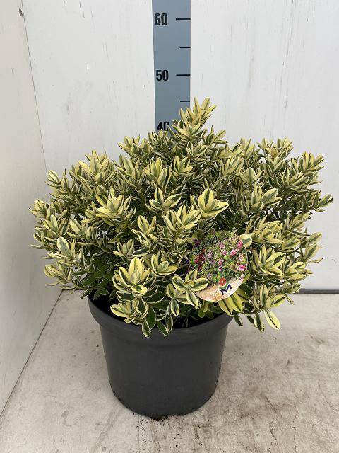 <h4>HEBE AND VARIEGATA</h4>