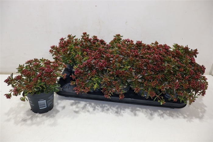 <h4>Sedum Spu Spot D Ros</h4>