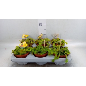 Dionaea muscipula