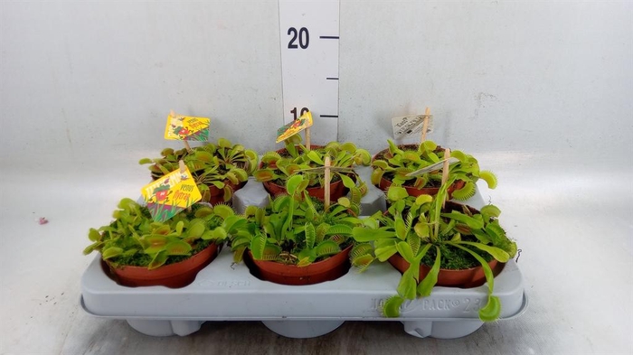 <h4>Dionaea muscipula</h4>