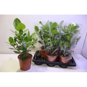 arr8 Clu Ro Princess