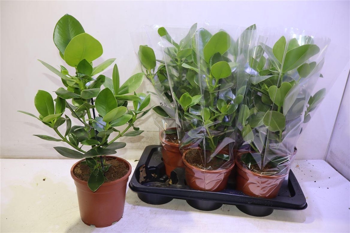 <h4>arr8 Clu Ro Princess</h4>