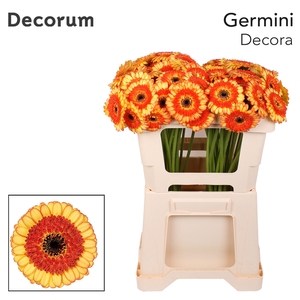 Germini Decora Water