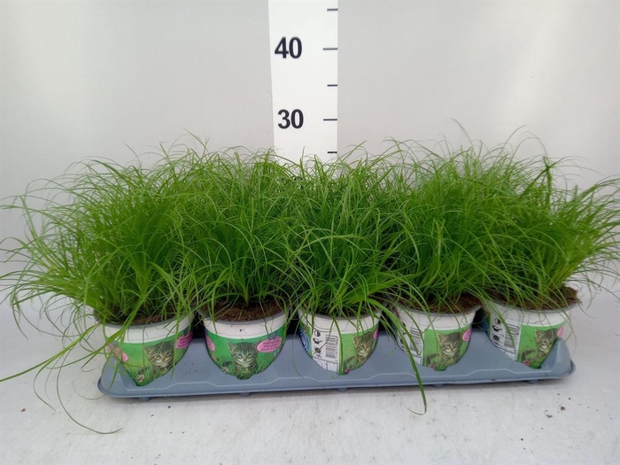 <h4>Cyperus alternifolius 'Zumula'</h4>