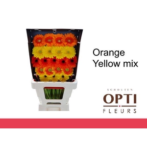 Germini Mix Orange - Yellow Diamond