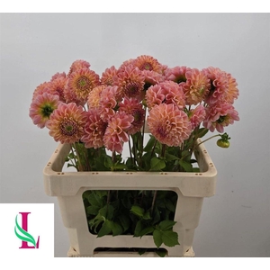 Dahlia Late