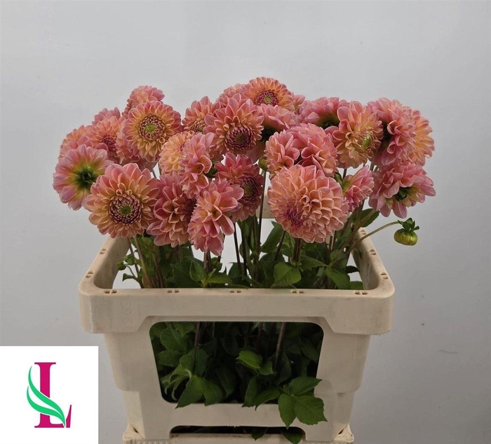 <h4>Dahlia Late</h4>