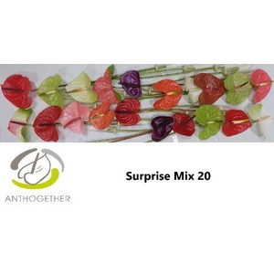 Anthurium Mix Surprise