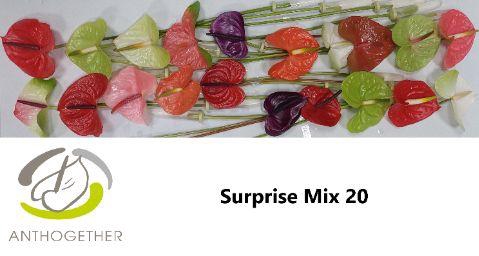 <h4>Anthurium Mix Surprise</h4>