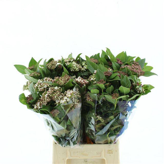 <h4>VIBURNUM MET BES BOS</h4>