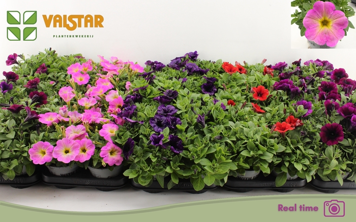 <h4>PET FAMOUS GEM</h4>