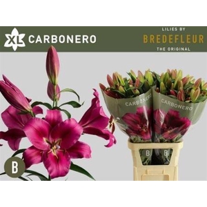 Li Ot Carbonero 5+