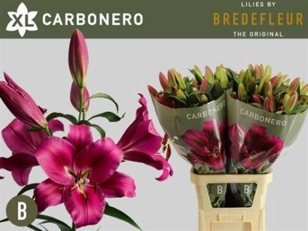<h4>Li Ot Carbonero 5+</h4>