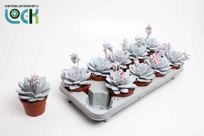 <h4>Echeveria Lauii</h4>