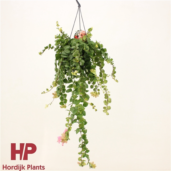 <h4>Aeschynanthus Pink Polka; bloeiend</h4>