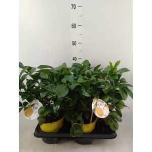 Citrus meyeri 'Meyer'