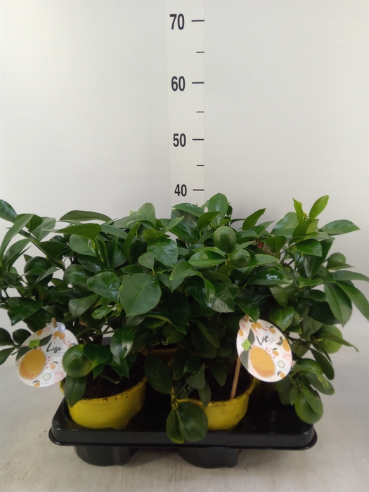 <h4>Citrus meyeri 'Meyer'</h4>
