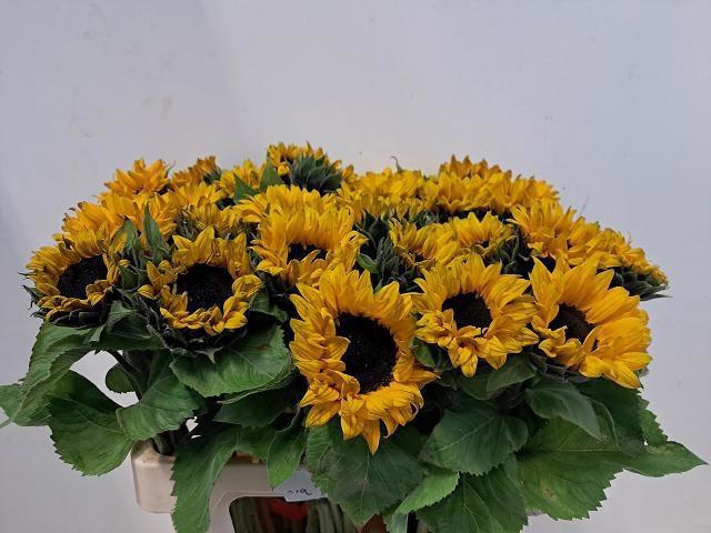 <h4>HELI SUNRICH ORANGE</h4>