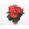 Begonia El Valtentino Gemengd