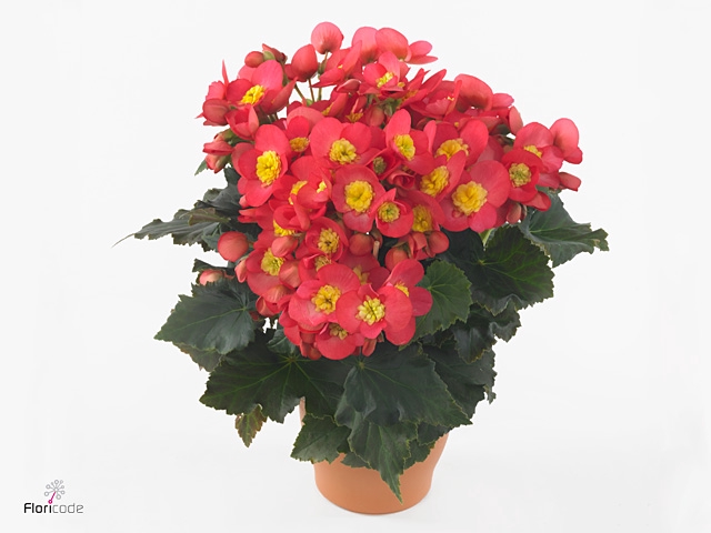 Begonia El Valtentino Gemengd