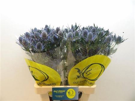 <h4>Eryng Mag Blue Lagoo</h4>