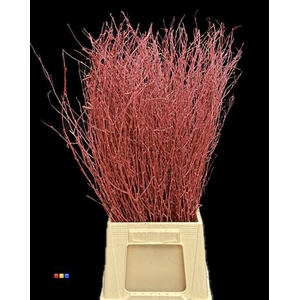 Betula / Berkentak Metallic Red