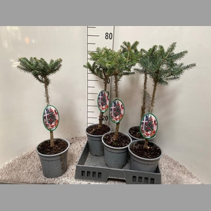 ABIES KOREANA