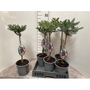ABIES KOREANA