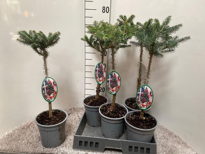 <h4>ABIES KOREANA</h4>