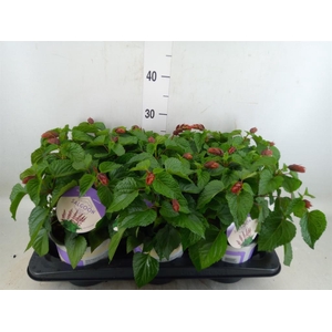 Salvia  'Salgoon Lake Flamingo'