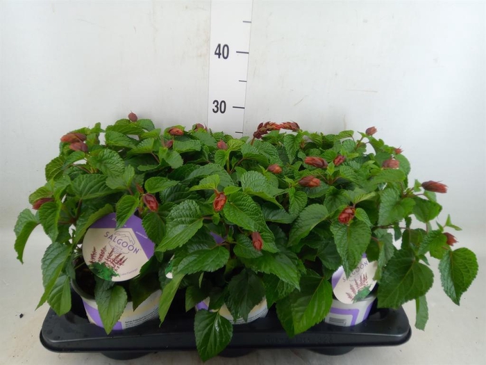 <h4>Salvia  'Salgoon Lake Flamingo'</h4>