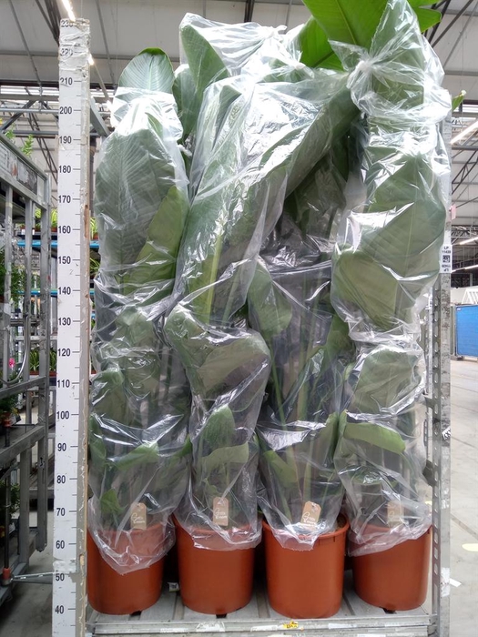 <h4>Strelitzia nicolai</h4>