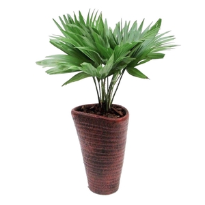 Livistona rotundifolia in susan pot met schors