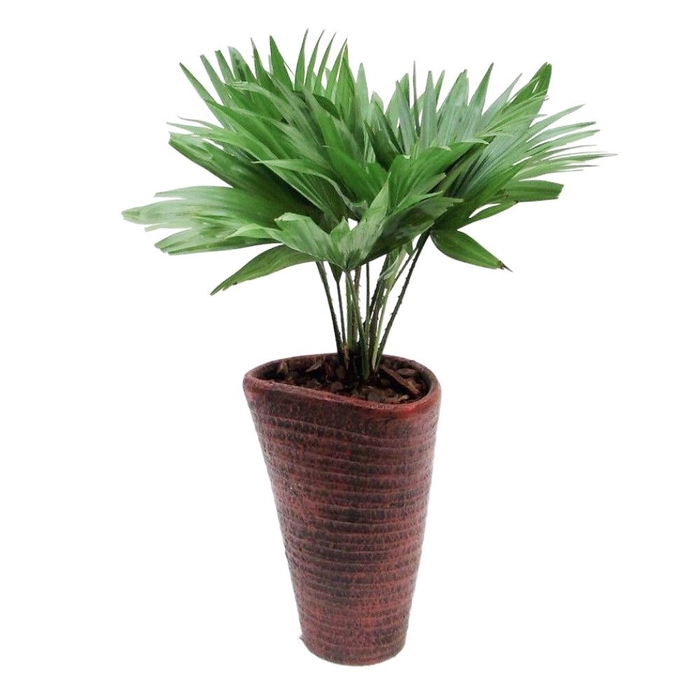 <h4>Livistona rotundifolia in susan pot met schors</h4>