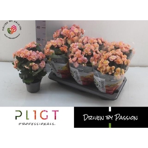 BEG DU HAILEY SUNSET