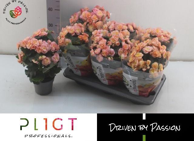 <h4>BEG DU HAILEY SUNSET</h4>