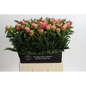 Paeonia Coral Charm