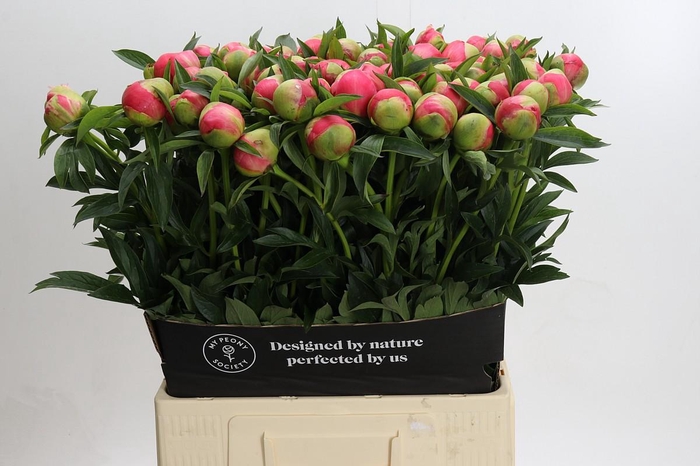 <h4>Paeonia Coral Charm</h4>