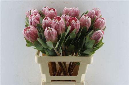 <h4>Protea Penny Pink</h4>