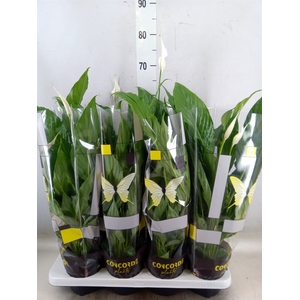Spathiphyllum  'Sweet Chico'