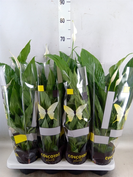 <h4>Spathiphyllum  'Sweet Chico'</h4>