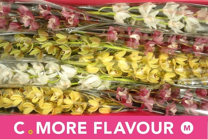 <h4>CYMB MI GEM</h4>