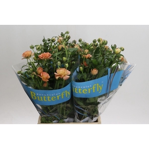 RAN BUTTERFLY ERIS 25GR