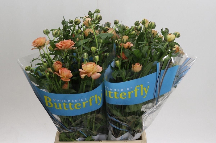 <h4>RAN BUTTERFLY ERIS 25GR</h4>