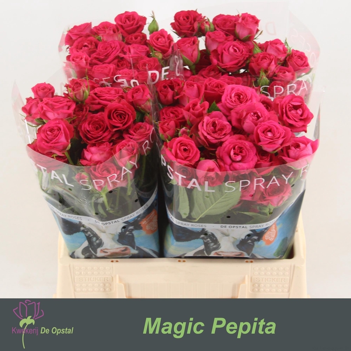 <h4>R tr Magic Pepita</h4>