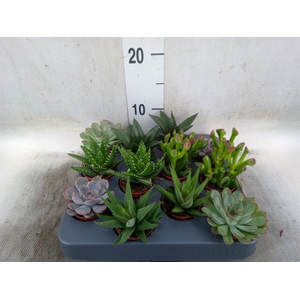 Succulents   ...mix 6